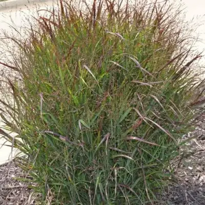 Просо ШЕНАНДО прутьевидное в Мозыре