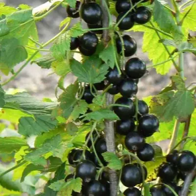 Смородина чёрная ДАБРАДЗЕЯ в Мозыре