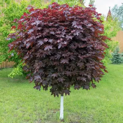 Клен красный в Мозыре