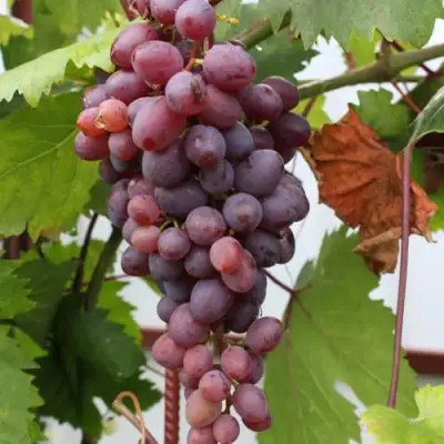 Виноград КИШМИШ ЗАПОРОЖСКИЙ в Мозыре