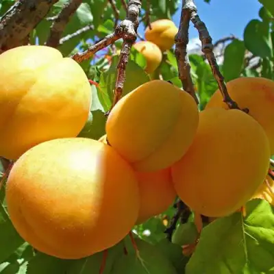 Абрикос ЖИГУЛЕВСКИЙ СУВЕНИР в Мозыре