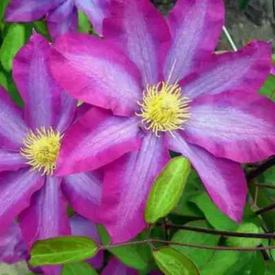 Клематис КАКИО в Мозыре