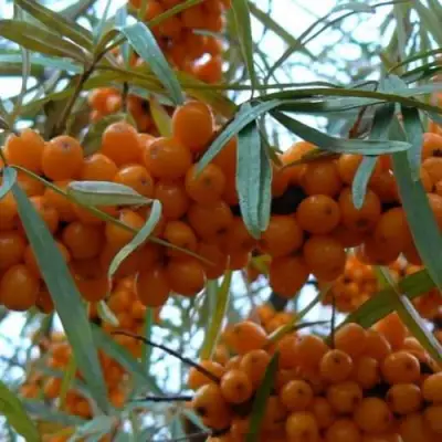 Облепиха БОТАНИЧЕСКАЯ в Мозыре