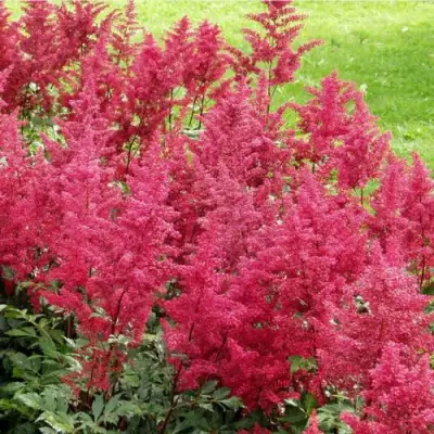 Астильба СКАЙСКРЕЙПЕР китайская в Мозыре