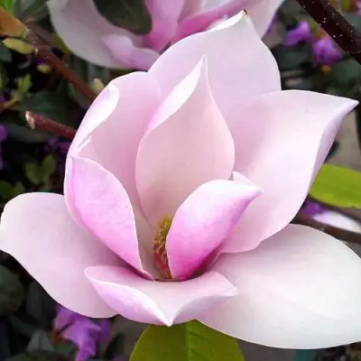 Магнолия АЛЕКСАНДРИНА  в Мозыре