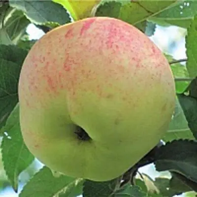 Яблоня ЛЕТНЕЕ СЛАДКОЕ в Мозыре