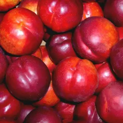 Нектарин МЕДВЕДЕВСКИЙ в Мозыре