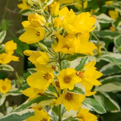 Вербейник АЛЕКСАНДР точечный в Мозыре