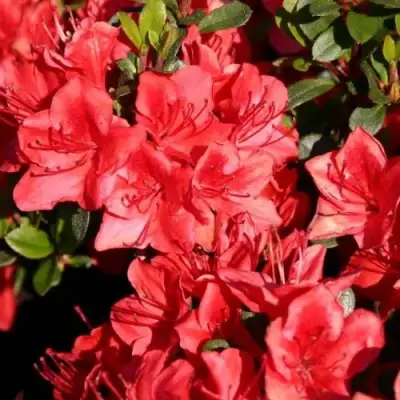 Азалия ФРИДОЛАЙН японская в Мозыре