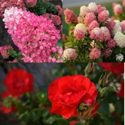 Комплект РОЗОВЫЙ ЗАКАТ в Мозыре