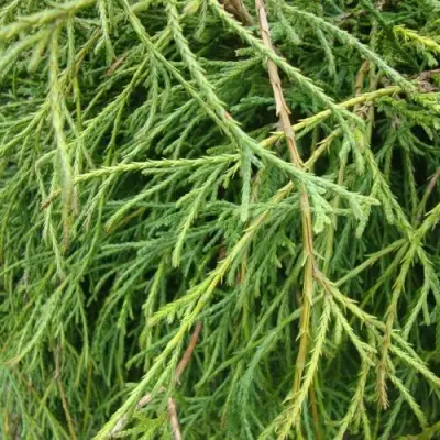 Кипарисовик ФИЛИФЕРА НАНА горохоплодный  в Мозыре