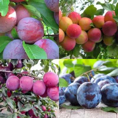 Комплект СЛИВОВЫЙ САД в Мозыре