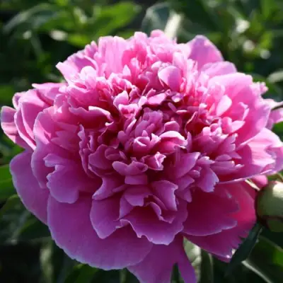 Пион ГОЛУБАЯ ХРИЗАНТЕМА травянистый в Мозыре