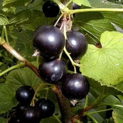 Смородина чёрная БИНАР в Мозыре