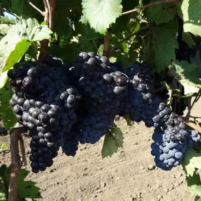 Виноград ДЕНИСОВСКИЙ в Мозыре