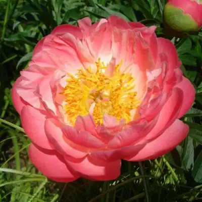 Пион ПИНК ГАВАЙАН КОРАЛ травянистый в Мозыре