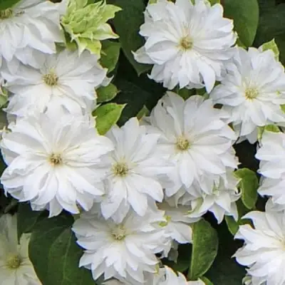 Клематис МАРИЯ СКЛОДОВСКАЯ-КЮРИ в Мозыре