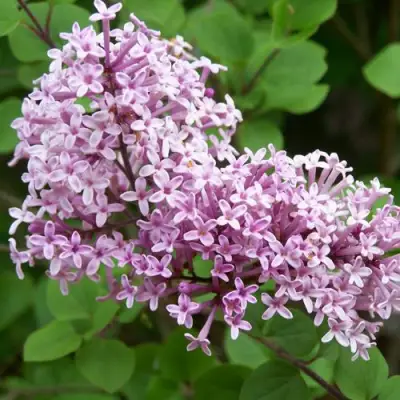 Сирень ПАЛИБИН  в Мозыре