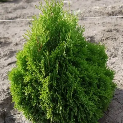 Туя МИКИ западная в Мозыре