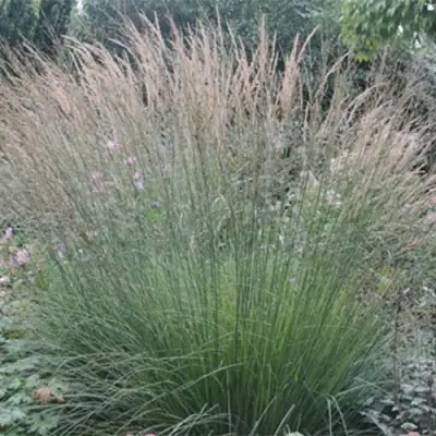 Молиния ХАЙДЕБРАУТ голубая в Мозыре