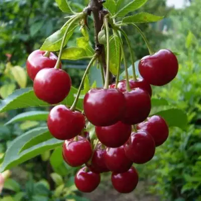 Вишня ВЯНОК в Мозыре