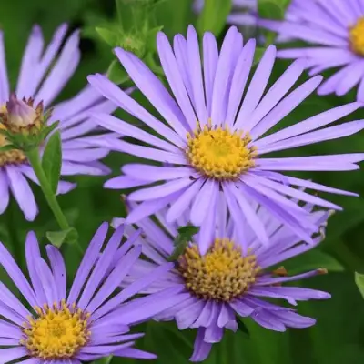 Астра ЛЕДИ ИН БЛЮ в Мозыре