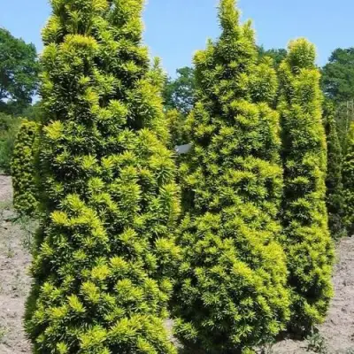 Тис ДАВИД ягодный в Мозыре