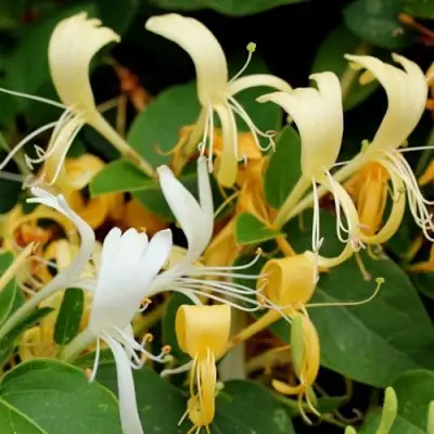 Жимолость ХАЛЛИАНА японская (Хелиана) в Мозыре