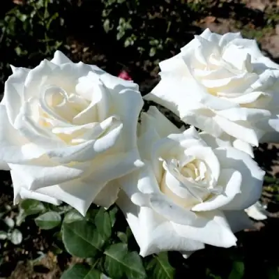 Роза БОИНГ чайно-гибридная в Мозыре