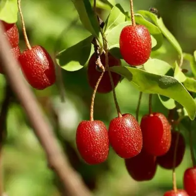 ГУМИ (ЛОХ МНОГОЦВЕТКОВЫЙ) в Мозыре