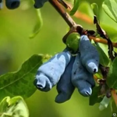 Жимолость съедобная ПУШКИНСКАЯ в Мозыре