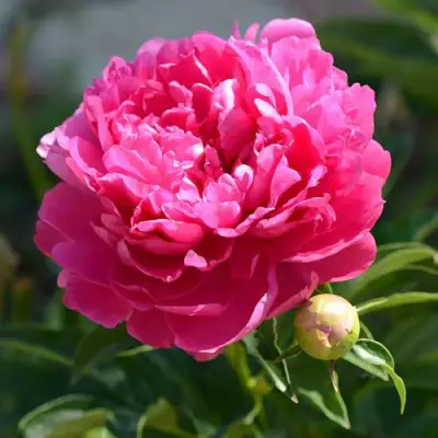 Пион БУШЕЛА травянистый в Мозыре