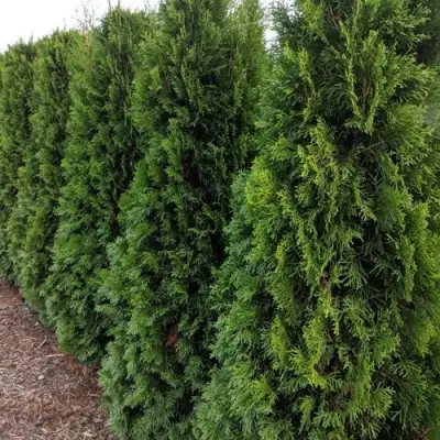 Туя ПИРАМИДАЛИС КОМПАКТА западная в Мозыре