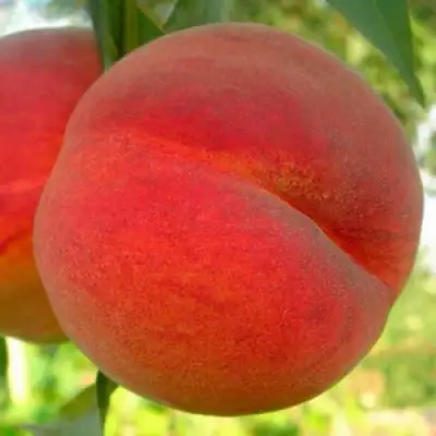Персик МАЙСКИЙ ЦВЕТОК в Мозыре