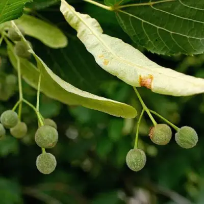 Липа сердцевидная в Мозыре