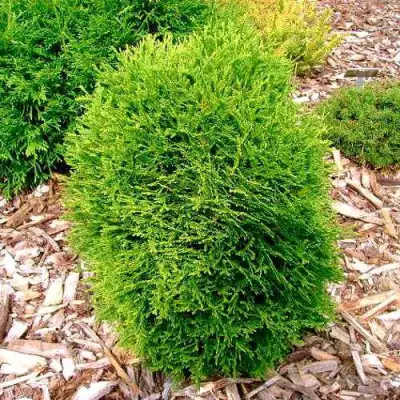 Туя ВОТЕРФИЛД западная в Мозыре