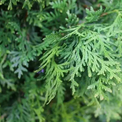 Туя ПИРАМИДАЛИС КОМПАКТА западная в Мозыре