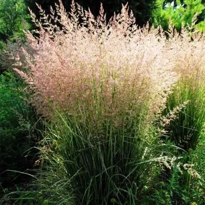 Молиния ФОНТЕЙН тростниковая в Мозыре