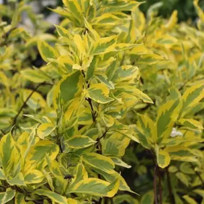 Дерен ШПЕТА белый в Мозыре