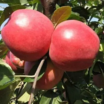 Яблоня ЗАСЛАВСКОЕ в Мозыре