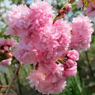 Сакура КИКУ ШИДАРЕ в Мозыре