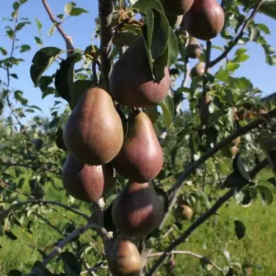 Груша БРЯНСКАЯ КРАСАВИЦА в Мозыре