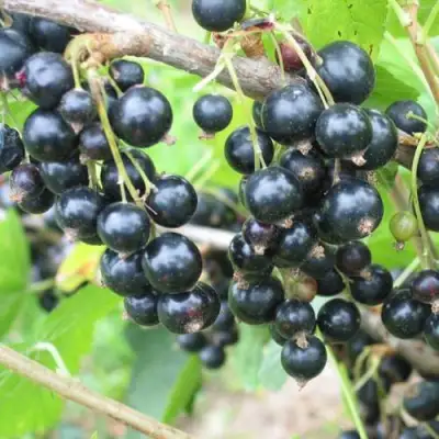 Смородина черная КРЕОЛКА в Мозыре