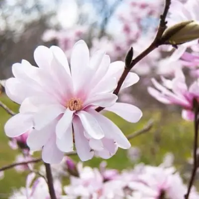 Магнолия РОЗЕЯ в Мозыре