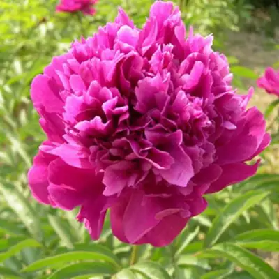 Пион КИТАЙСКИЙ ШЕЛК травянистый в Мозыре