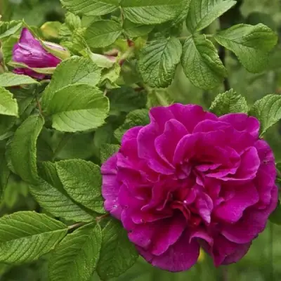 Шиповник ХАНСА в Мозыре