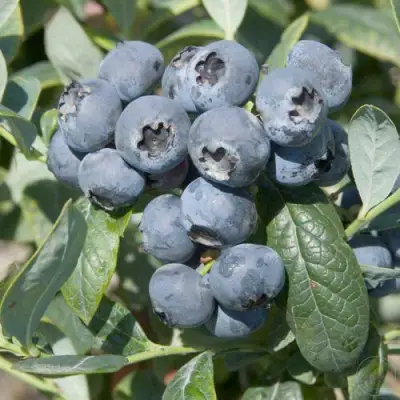 Голубика БРИГИТТА в Мозыре