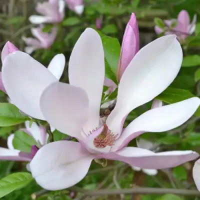 Магнолия ДЖОРДЖ ГЕНРИ КЕРН в Мозыре