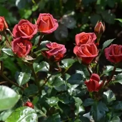 Роза ЧОКОЧИНО спрей в Мозыре