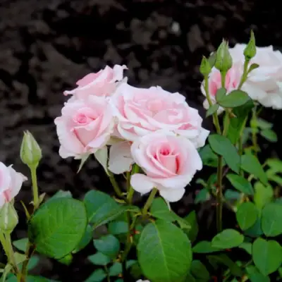 Роза ФЛАМИНГО чайно-гибридная в Мозыре